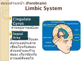 สมองส่ว นหน้า (Forebrain)

Limbic System
Cingulate
Gyrus
เกี่ย วข้อ งกับ การ

ควบคุม อารมณ์แ ละ
ความจำา
Septal
Area
มีก ลุ่ม เซลล์ท ร ับ และ
ี่
ส่ง กระแสประสาท
เชื่อ มโยงกับ สมอง
ส่ว นหน้า และก้า น
สมอง เกี่ย วข้อ งกับ
อารมณ์พ ึง พอใจ

 