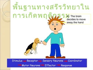 พื้น ฐานทางสรีร วิท ยาใน
การเกิด พฤติก รรม
4) The brain
decides to move
away the hand

 