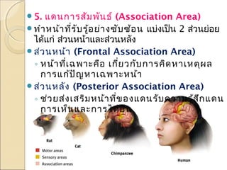 แดนการสัม พัน ธ์ (Association Area)
ทำา หน้า ที่ร ับ รู้อ ย่า งซับ ซ้อ น แบ่งเป็น 2 ส่วนย่อย
ได้แก่ ส่วนหน้าและส่วนหลัง
ส่ว นหน้า (Frontal Association Area)
◦ หน้า ที่เ ฉพาะคือ เกี่ย วกับ การคิด หาเหตุผ ล
การแก้ป ัญ หาเฉพาะหน้า
ส่ว นหลัง (Posterior Association Area)
◦ ช่ว ยส่ง เสริม หน้า ที่ข องแดนรับ ความรู้ส ึก แดน
การเห็น และการได้ย ิน
5.

 