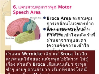 6. แดนควบคุม การพูด Motor
Speech Area
Broca Area จะควบคุม
การเคลือ นไหวของปาก
่
ลิ้น และขากรรไกรใน
Wernicke Area จะ
การพูด
ทำา ความเข้า ใจพลัง เร้า ที่
ผ่า นมาจากหูแ ละตา
(ความคิด ความเข้า ใจ
ระดับ สูง )
ถ้า แดน Wernicke เสีย แต่ Broca ไม่เ สีย
คนจะพูด ได้ค ล่อ ง แต่จ ะพูด ไม่ม ีส าระ ไม่ร ู้
เรื่อ ง ส่ว นถ้า Broca เสีย แดนเดีย ว จะพูด
ช้า ๆ ง่า ยๆ อ่า นลำา บาก เรีย กทั้ง สองโรคนี้

 