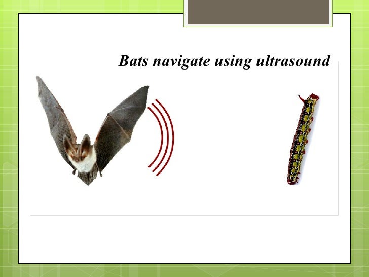 Physic Of Ultrasound
