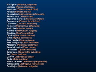 Matagallo  ( Phlomis purpurea ) Lentisco  (Pistacia lentiscus) Mejorana  ( Thymus mastichina ) Aulaga  ( Genista hirsuta ) Rascavieja  ( Adenocarpus telonensis ) Retama loca  (  Osyris alba ) Jaguarzo morisco  ( Cistus salvifolius Cornicabra  ( Pistacia terebinthus ) Cantueso  ( Lavanda stoechas ) Romero  ( Rosmarinus officinalis ) Madroño  ( Arbutus unedo ) Marrubio  ( Marrubium vulgare ) Torvisco  ( Daphne gnidium ) Olivilla  ( Teucrium fruticans) Mirto  ( Myrtus communis ) Jara rizada  ( Cistus crispus ) Jara pringosa  ( Cistus ladanifer ) Aladierno  ( Rhamnus alaternus ) Rosal silvestre  ( Rosa canina) Chumbera  ( Opuntia maxima )  Calamenta  ( Calamintha sylvatica ) Aro  ( Arum italicum ) Gamón  ( Asphodelus albus ) Ruda  ( Ruta montana ) Meada de zorra  ( Narcissus papyraceus ) Garbancillo  ( Astragalus lusitanicus ) Candilejos  ( Arisarum vulgaris ) 