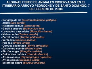 - Cangrejo de río  ( Austrapotamobius pallipes ) - Jabalí  ( Sus scrofa ) - Ratonero común  ( Buteo buteo ) - Garcilla bueyera  (Bulbuculus ibis) - Lavandera cascadeña  ( Motacilla cinerea ) - Mirlo común  ( Turdus merula ) - Zorzal común  ( Turdus philomelos ) - Verdecillo  ( Serinus serinus ) - Pito real  ( Picus viridis ) - Curruca capirotada  ( Sylvia atricapilla ) - Carbonero común  ( Parus major ) - Pinzón vulgar  ( Fringilla coelebs ) - Golondrina daúrica  ( Hirundo daurica ) - Avión roquero  ( Ptyonoprogne rupestris ) - Avión común  ( Delichon urbica ) - Estornino negro  ( Sturdus unicolor ) ALGUNAS ESPECIES ANIMALES OBSERVADAS EN EL ITINERARIO ARROYO PEDROCHE Y DE SANTO DOMINGO. 7 DE FEBRERO DE 2.008 