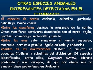 5 especies de peces:  cachuelo, calandino, gambusía, colmilleja, barbo común. Entre los mamíferos  destaca la presencia de la nutria. Otros mamíferos carnívoros detectados son el zorro, tejón, garduña, comadreja, maloncillo y gineta. Entre las aves  cabe mencionar el martín pescador, mochuelo, cernícalo primilla, águila calzada y andarríos Dentro de los invertebrados  destaca la riqueza en odonatos (libélulas y caballitos del diablo) con 24 especies identificadas, entre ellas,  Oxigastra curtisii , odonato protegido a nivel europeo, del que por ahora sólo se conocen cinco poblaciones en Andalucía. OTRAS ESPECIES ANIMALES INTERESANTES DETECTADAS EN EL ITINERARIO 