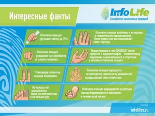 Презентация компании InfoLife