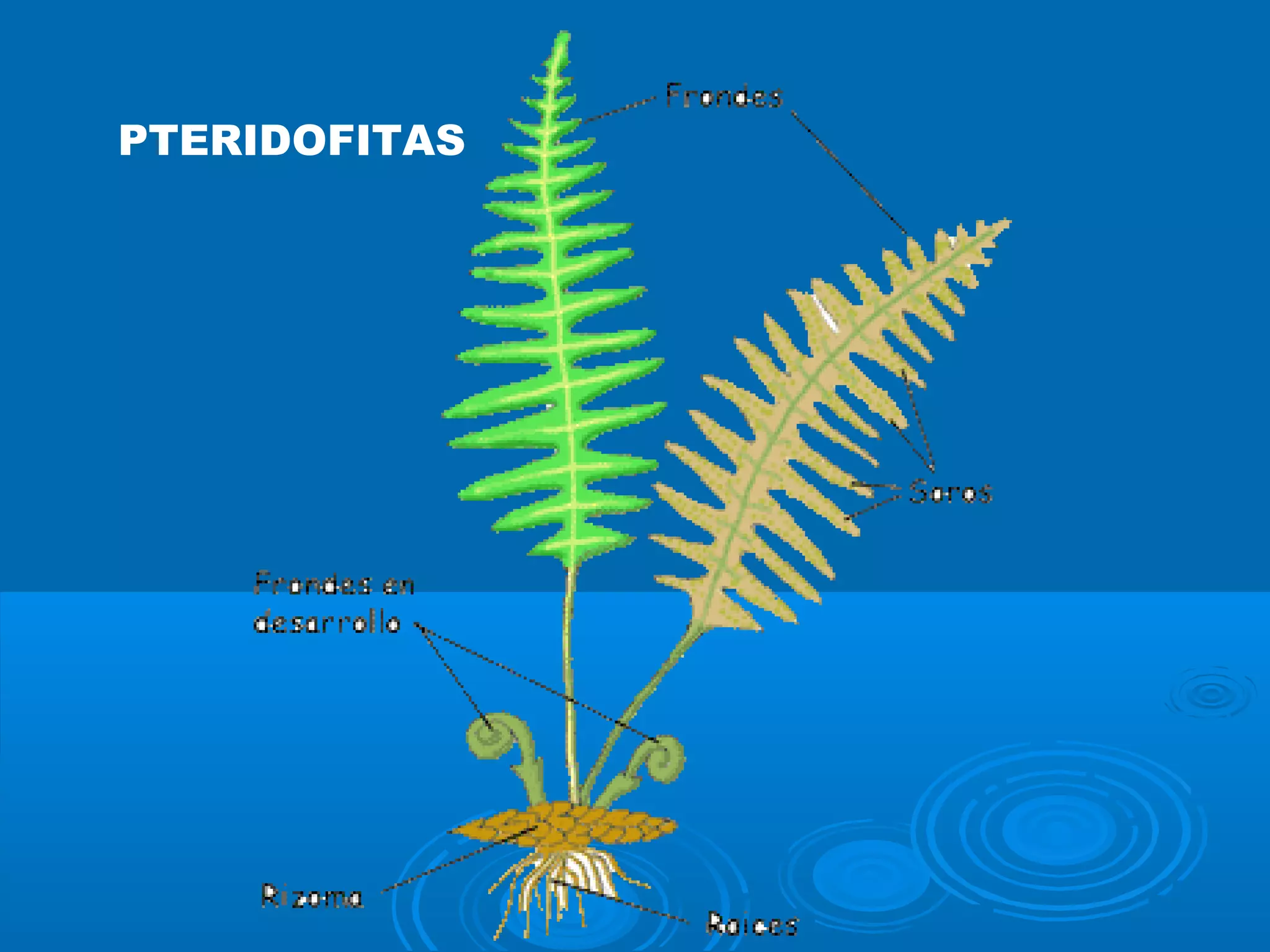 PTERIDOFITAS