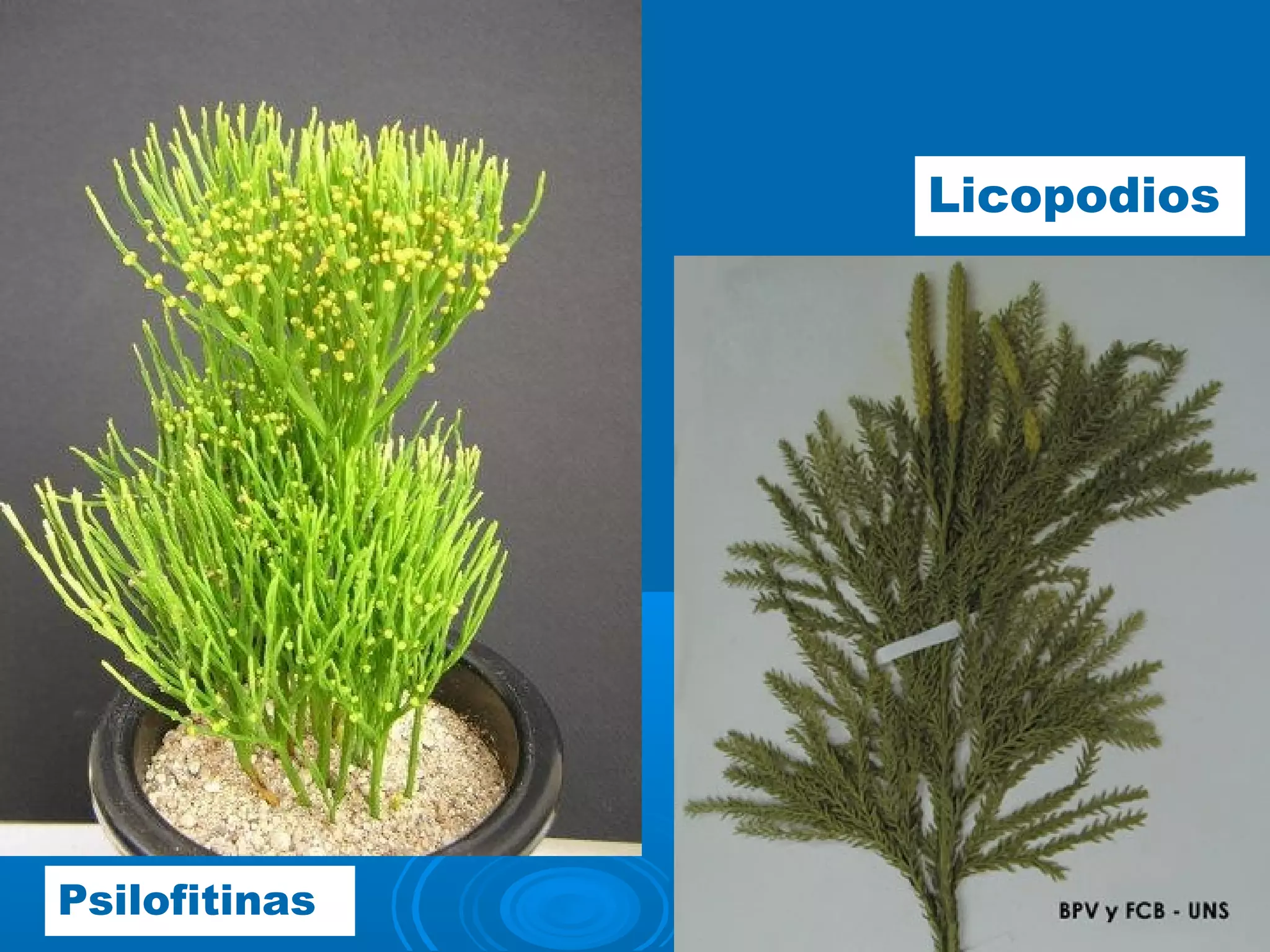 Psilofitinas
Licopodios