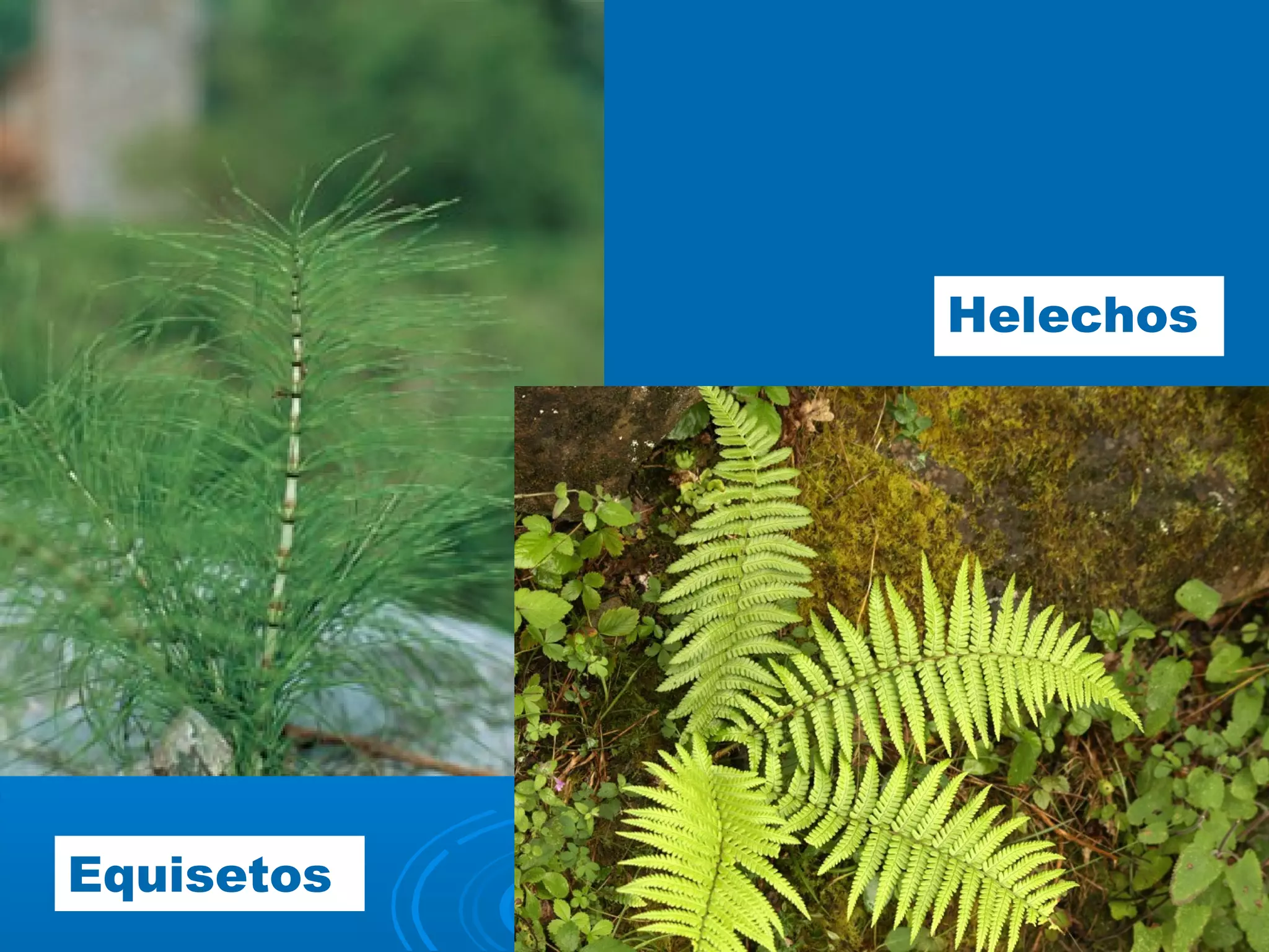 Equisetos
Helechos