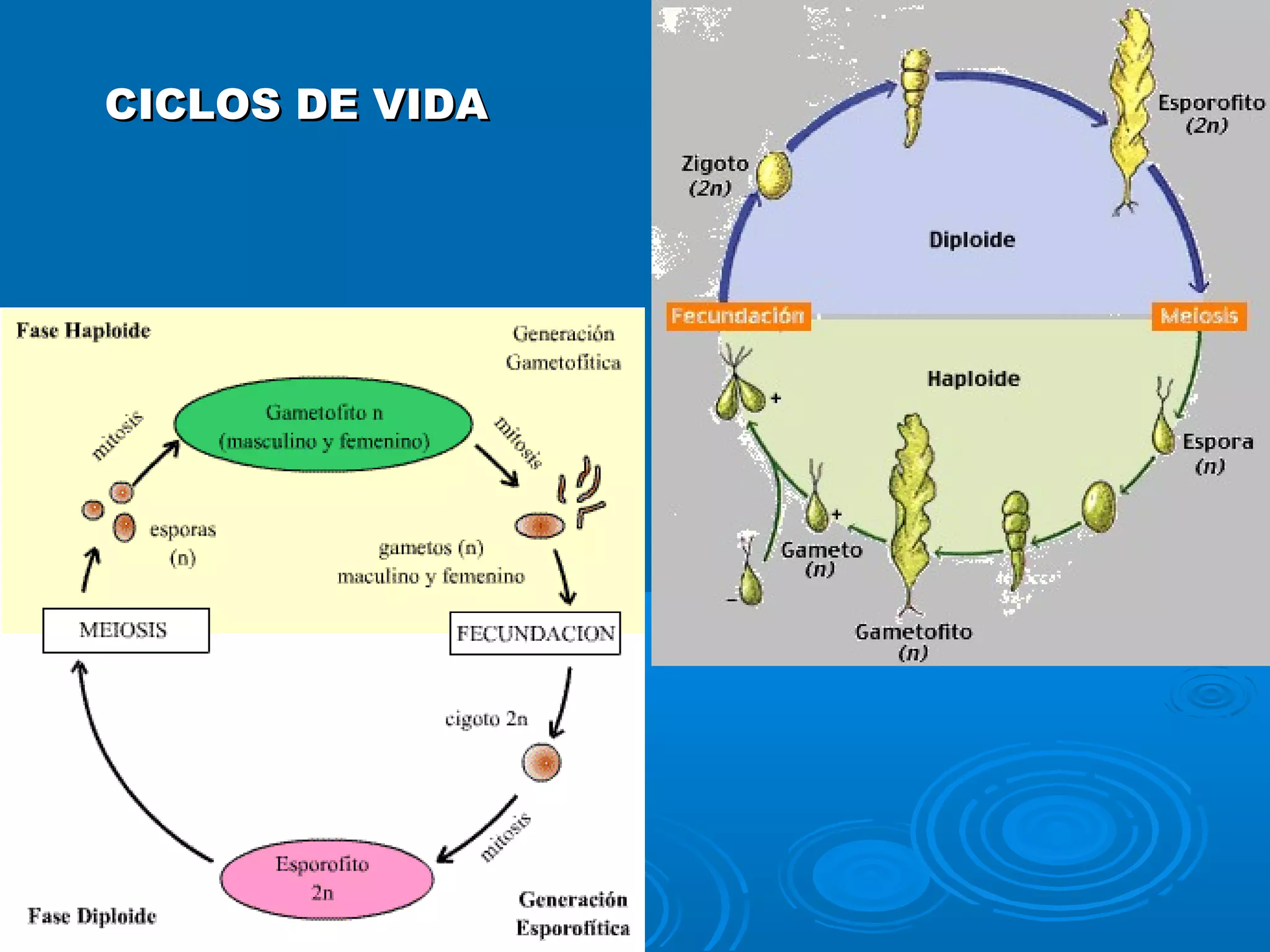 CICLOS DE VIDACICLOS DE VIDA
