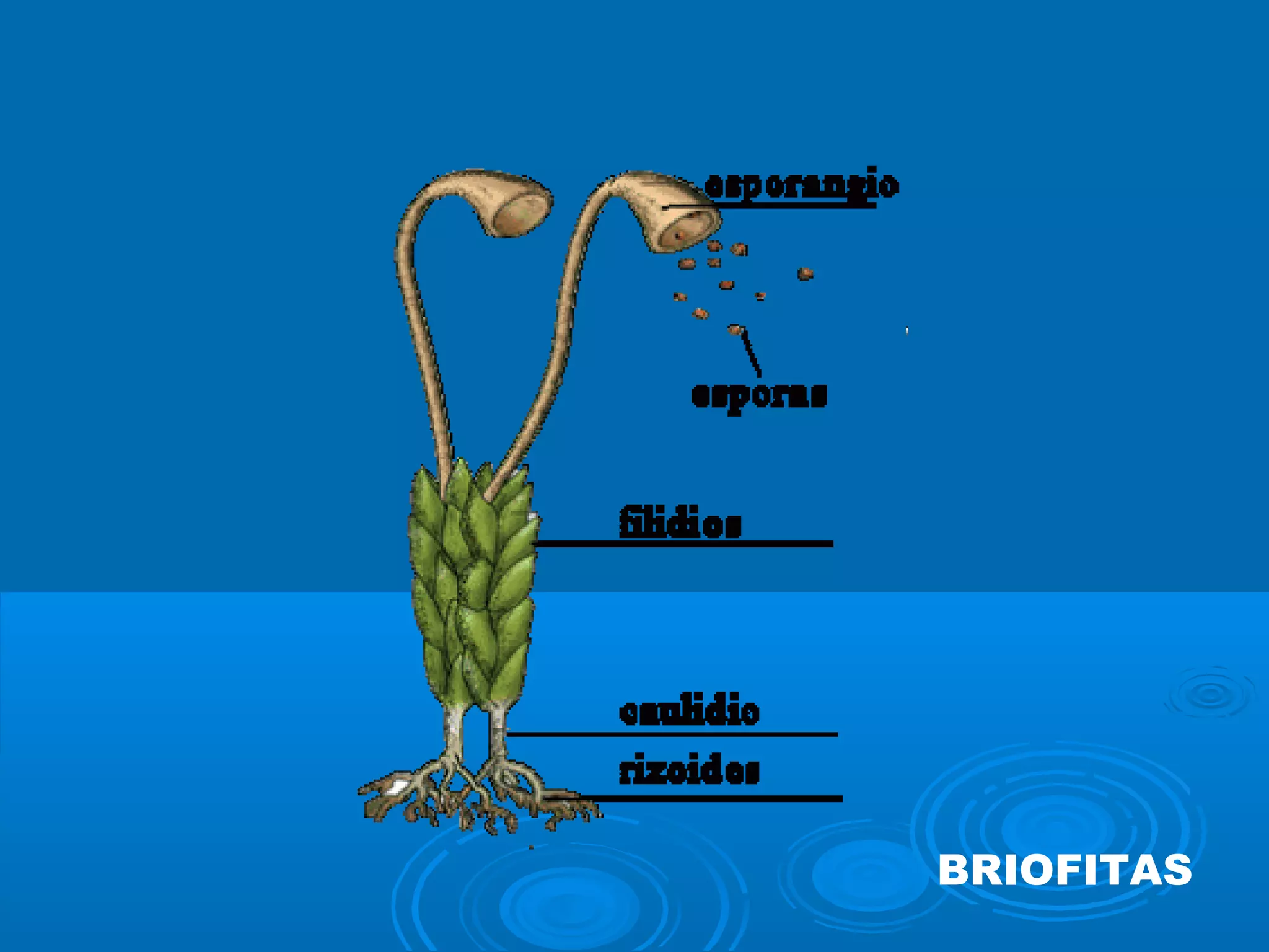 BRIOFITAS