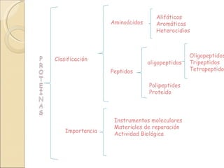Clasificación Aminoácidos Alifáticos Aromáticos Heterocidios Peptidos oligopeptidos Oligopeptidos Tripeptidos Tetrapeptidos Polipeptidos Proteído Importancia Instrumentos moleculares Materiales de reparación Actividad Biológica 