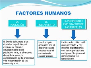 LA POBLACIÓN EL POBLAMIENTO LA PROPIEDAD Y EXPLOTACIÓN DE LAS PARCELAS El éxodo del campo a las ciudades españolas y al extranjero, causó el envejecimiento de la población rural, el abandono de explotaciones, la concentración de la propiedad y la mecanización de las tareas agrarias. Los dos tipos generales son el disperso (casas separadas) y el concentrado (casas juntas). La tierra de cultivo está muy parcelada y hay muchas explotaciones, con varias parcelas no contiguas. Se genera el minifundismo y el latifundismo. FACTORES HUMANOS 