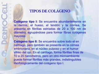 TIPOS DE COLÁGENO

Colágeno tipo I: Se encuentra abundantemente en
la dermis, el hueso, el tendón y la cornea. Se
presenta en fibrillas estriadas de 20 a 100 nm de
diámetro, agrupándose para formar fibras colágenas
mayores
Colágeno tipo II: Se encuentra sobre todo el en
cartílago, pero también se presenta en la córnea
embrionaria, en el núcleo pulposo y en el humor
vítreo del ojo. En el cartílago, forma fibrillas finas de
10 a 20 nanómetros, pero en otro microambiente
puede formar fibrillas más grandes, indistinguibles
morfológicamente del colágeno tipo I.
 