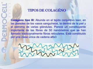 TIPOS DE COLAGÉNO

Colágeno tipo III: Abunda en el tejido conjuntivo laxo, en
las paredes de los vasos sanguíneos, la dermis de la piel y
el estroma de varias glándulas. Parece un constituyente
importante de las fibras de 50 nanómetros que se han
llamado tradicionalmente fibras reticulares. Está constituido
por una clase única de cadena alfa3
 