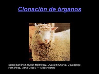 Clonación de órganos Sergio Sánchez, Rubén Rodriguez, Ouassim Charrat, Covadonga Fernández, Marta Cobos. 1º A Bachillerato 