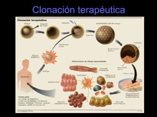 Clonación terapéutica 