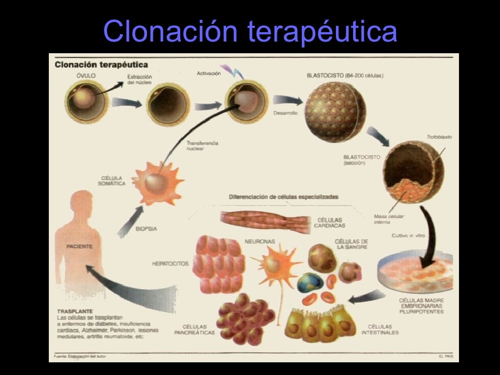 Clonación terapéutica.