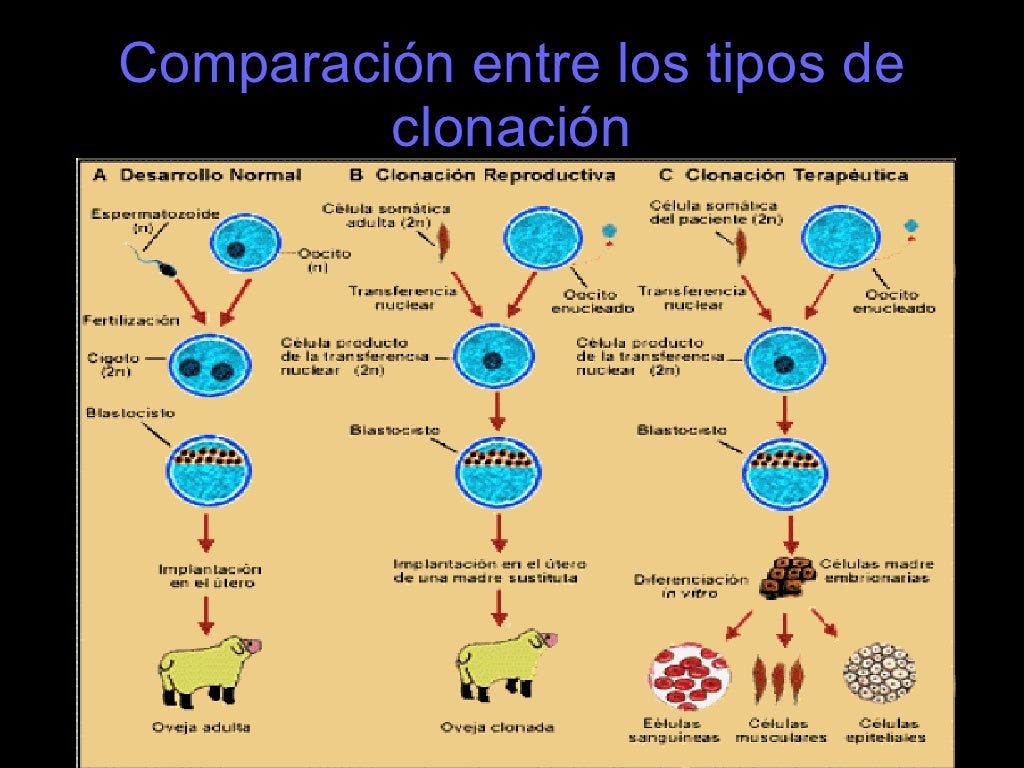 Clonación terapéutica.