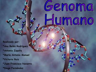 Genoma Humano Realizado por: *Ana Belén Rodríguez  *Antonia Zapata *María Antonia Manuel *Victoria Ruiz *Juan Francisco Navarro *Diego Fernández 