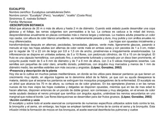 EUCALIPTONombre científico: EucalyptuscamaldulensisDehn. Nombre común: “Eucalipto" (Perú), “eucalipto”, “ocalito” (Costa Rica) Sinónimos: E. rostrataSchlechFamilia: MyrtaceaeDESCRIPCION BOTANICA Árbol que alcanza de 20 m o más de altura y hasta 2 m de diámetro. Cuando está aislado puede desarrollar una copa globosa y el follaje, las ramas colgantes son permeables a la luz. La corteza es caduca a la mitad del tronco, desprendiéndose anualmente en placas combadas más o menos largas y extensas. La madera adulta presenta un color rojo caoba, con albura de color blanco amarillento, es medianamente pesada y dura, muy pulida y con anillos anuales no muy diferenciados.                                                                                                 Las hojas son opuestas inicialmente y transformándose después en alternas; pecioladas, lanceoladas, glabras, verde mate, ligeramente glaucas, pasando a menudo al rojo; las hojas adultas son alternas de color verde mate en ambas caras y con peciolos de 1 a 3 cm, miden por lo regular de 12 a 22 cm de largo por 0,8 a 1,5 cm de ancho, pinatinervias e irregularmente anastomosadas. La inflorescencia se dispone en umbelas axilares, de 5 a 10 flores, con pedúnculo cilíndrico, de 10 a 15 cm de longitud. El fruto es una cápsula hemisférica, con pedicelo fino, o anchamente turbinado y coronado por un disco bien prominente, el conjunto puede medir de 5 a 6 mm de diámetro y de 7 a 8 mm de altura, con 3 a 5 valvas triangulares exsertas. Las semillas son pequeñas de color claro, amarillo dorado, poliédricas, con ángulos muy marcados y menos de 1 mm de diámetro medio, las semillas estériles son más oscuras y angostas. (López; González, 2002)Presencia y descripción de la plantaHoy día se lo cultiva en muchos países mediterráneos, en donde se los utiliza para desecar pantanos ya que tienen un crecimiento muy rápido, en algunos lugares se lo denomina árbol de la fiebre, ya que con su ayuda desaparece la malaria, debido que al secarse los pantanos se extinguen los mosquitos propagadores de la enfermedad. El eucalipto es un árbol que alcanza los 70 m de altura, su corteza es de color grisáceo. En los ejemplares jóvenes o en las ramas nuevas de los mas viejos las hojas ovaladas y delgadas se disponen opuestas, mientras que en las de mas edad lo hacen alternas, disponen entonces de un pociolo de doble grosor, son correosas y muy alargadas, en el enves de color verde azulado destaca el nervio principal que ramifica con ángulos agudos, uniéndose los nervios secundarios en uno marginal que rodea el borde. Las flores blanquecinas se desarrollan para dar frutos gruesos. (López; González, 2002)Acción curativa y usosEl eucalipto y sobre todo el aceite esencial es componente de numeroso específicos utilizados sobre todo contra la tos, la bronquitis y el asma, sin embargo, las hojas se emplean también en forma de te contra el asma y la bronquitis. Esta infusión inhibe la formación de mocos en los bronquios, el aceite esencial desinfecta los pulmones y vuelve 