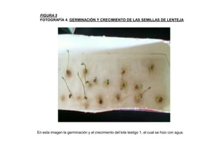 FIGURA 5FOTOGRAFÍA 4. GERMINACIÓN Y CRECIMIENTO DE LAS SEMILLAS DE LENTEJAEn esta imagen la germinación y el crecimiento del lote testigo 1, el cual se hizo con agua.