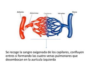 Se recoge la sangre oxigenada de los capilares, confluyen
entres si formando las cuatro venas pulmonares que
desembocan en la aurícula izquierda
 