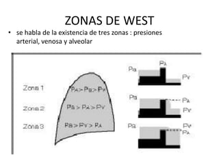 ZONAS DE WEST
• se habla de la existencia de tres zonas : presiones
  arterial, venosa y alveolar
 