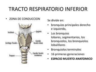 TRACTO RESPIRATORIO INFERIOR
• ZONA DE CONDUCCION   Se divide en:
                       • bronquios principales derecho
                          e izquierdo,
                       • Los bronquios
                          lobares, segmentarios, los
                          bronquiolos, los bronquiolos
                          lobulillares
                       • Bronquiolos terminales
                       • 16 primeras generaciones
                       • ESPACIO MUERTO ANATOMICO
 