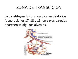 ZONA DE TRANSCICION
La constituyen los bronquiolos respiratorios
(generaciones 17, 18 y 19),en cuyas paredes
aparecen ya algunos alveolos.
 
