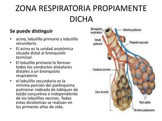 ZONA RESPIRATORIA PROPIAMENTE
               DICHA
Se puede distinguir
• acino, lobulillo primario y lobulillo
  secundario.
• El acino es la unidad anatómica
  situada distal al bronquiolo
  terminal.
• El lobulillo primario lo forman
  todos los conductos alveolares
  distales a un bronquiolo
  respiratorio
• el lobulillo secundario es la
  mínima porción del parênquima
  pulmonar rodeada de tabiques de
  tejido conjuntivo e independiente
  de los lobulillos vecinos. Todas
  estas dicotomías se realizan en
  los primeros años de vida.
 