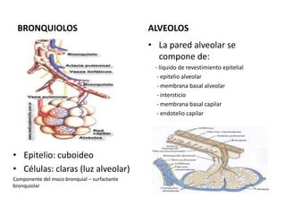 BRONQUIOLOS                                  ALVEOLOS
                                              • La pared alveolar se
                                                compone de:
                                               - líquido de revestimiento epitelial
                                                - epitelio alveolar
                                                - membrana basal alveolar
                                                - intersticio
                                                - membrana basal capilar
                                                - endotelio capilar




• Epitelio: cuboideo
• Células: claras (luz alveolar)
Componente del moco bronquial – surfactante
bronquiolar
 