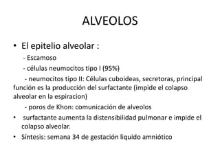 ALVEOLOS
• El epitelio alveolar :
    - Escamoso
    - células neumocitos tipo I (95%)
     - neumocitos tipo II: Células cuboideas, secretoras, principal
función es la producción del surfactante (impide el colapso
alveolar en la espiracion)
     - poros de Khon: comunicación de alveolos
• surfactante aumenta la distensibilidad pulmonar e impide el
   colapso alveolar.
• Síntesis: semana 34 de gestación liquido amniótico
 