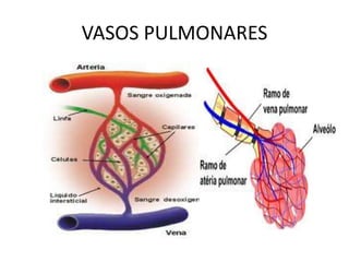 VASOS PULMONARES
 