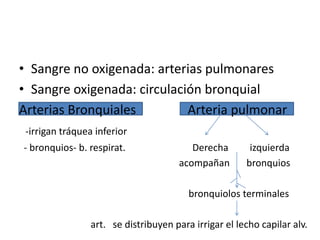 • Sangre no oxigenada: arterias pulmonares
• Sangre oxigenada: circulación bronquial
Arterias Bronquiales         Arteria pulmonar
 -irrigan tráquea inferior
- bronquios- b. respirat.                 Derecha       izquierda
                                       acompañan       bronquios

                                         bronquiolos terminales

                 art. se distribuyen para irrigar el lecho capilar alv.
 