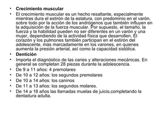 Crecimiento muscular El crecimiento muscular es un hecho resaltante, especialmente mientras dura el estirón de la estatura, con predominio en el varón, sobre todo por la acción de los andrógenos que también influyen en la adquisición de la fuerza muscular. Por supuesto, el tamaño, la fuerza y la habilidad pueden no ser diferentes en un varón y una mujer, dependiendo de la actividad física que desarrollen. El corazón y los pulmones también participan en el estirón del adolescente, más marcadamente en los varones, en quienes aumenta la presión arterial, así como la capacidad sistólica. Dentición Importa el diagnóstico de las caries y alteraciones mecánicas. En general se completan 28 piezas durante la adolescencia. De 9 a 11 años: 4 premolares  De 10 a 12 años: los segundos premolares  De 10 a 14 años: los caninos  De 11 a 13 años: los segundos molares.  De 14 a 18 años las llamadas muelas de juicio,completando la dentadura adulta.  
