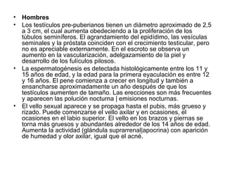 Hombres Los testículos pre-puberianos tienen un diámetro aproximado de 2,5 a 3 cm, el cual aumenta obedeciendo a la proliferación de los túbulos seminíferos. El agrandamiento del epidídimo, las vesículas seminales y la próstata coinciden con el crecimiento testicular, pero no es apreciable externamente. En el escroto se observa un aumento en la vascularización, adelgazamiento de la piel y desarrollo de los fulículos pilosos. La espermatogénesis es detectada histológicamente entre los 11 y 15 años de edad, y la edad para la primera eyaculación es entre 12 y 16 años. El pene comienza a crecer en longitud y también a ensancharse aproximadamente un año después de que los testículos aumenten de tamaño. Las erecciones son más frecuentes y aparecen las polución nocturna | emisiones nocturnas. El vello sexual aparece y se propaga hasta el pubis, más grueso y rizado. Puede comenzarse el vello axilar y en ocasiones, el ocasiones en el labio superior. El vello en los brazos y piernas se torna más gruesos y abundantes alrededor de los 14 años de edad. Aumenta la actividad (glándula suprarrenal|apocrina) con aparición de humedad y olor axilar, igual que el acné. 