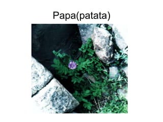 Papa(patata)