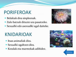 PORIFEROAK
 Belakiak dira sinpleenak.
 Zulo batzuk dituzte ura pasatzeko.
 Sexualki edo asexualki ugal daiteke.


KNIDARIOAK
 Itsas animaliak dira.
 Sexualki ugaltzen dira.
 Koralak eta marmokak adibidez.
                                         ITZULI
 