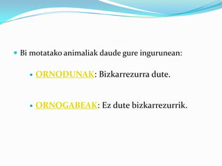  Bi motatako animaliak daude gure ingurunean:

       ORNODUNAK: Bizkarrezurra dute.


       ORNOGABEAK: Ez dute bizkarrezurrik.
 