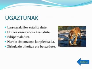 UGAZTUNAK
 Larruazala ilez estalita dute.
 Umeek esnea edoskitzen dute.
 Bibiparoak dira.
 Nerbio sistema oso konplexua da.
 Zirkulazio bikoitza eta betea dute.



                                        ITZULI
 