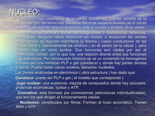 NUCLEO: Estructura muy importante de la célula. Suelen ser 1/3 del tamaño de la célula. Dirigen las funciones celulares. Muchas veces la división de la célula es por la pérdida de relación y tamaño ente el núcleo y el resto de la célula.  Hay varias formas ( todas las imaginables ). Estrelladas, esféricas, ovoides,etc. Ninguna célula sobrevive sin núcleo, a excepción las células de la córnea de algunos mamíferos la floema ( vasos conductores de las traque ofitas ). Generalmente es céntrico ( en el centro de la célula ), pero también hay en otros puntos. Sus funciones son vitales por ser el controlador celular, por lo que hay una relación directa entre sus funciones y su estructura. Por microscopio fotónico se ve un contenido no homogéneo limitado por una mimbran PLP o gel (carioteca) y donde hay partes densas y claras. Puede haber varios núcleos, llamados nucléolos.  Las partes analizadas en electrónico ( ultra estructura ) han dado que: Carioteca:  puede ser PLP o gel ( el modelo que corresponda ). Jugo nuclear:  una sustancia, mezcla de compuestos donde hay azúcares, proteínas enzimáticas, lípidos y ATP. Cromatina : esta formado por cromosomas (estructuras individualizadas), que son los que dirigen el funcionamiento celular. Nucléolos:  constituidos por fibras. Forman el huso acromático. Tienen RNA y ATP. 