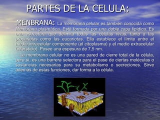PARTES DE LA CELULA: MENBRANA:  La membrana celular es también conocida como Membrana plasmática. Está formada por una doble capa lipídica. Es una estructura que delimita todas las células vivas, tanto a las procariotas como las eucariotas. Ella establece el límite entre el medio intracelular componente (el citoplasma) y el medio extracelular (intersticio). Posee una espesura de 7,5 nm. La membrana celular no es una pared de cierre total de la célula, pero sí, es una barrera selectora para el pase de ciertas moléculas o sustancias necesarias para su metabolismo o secreciones. Sirve además de estas funciones, dar forma a la célula. 