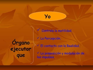 Yo
Órgano
ejecutor
que
 Controla la motilidad.
 La Percepción.
 El contacto con la Realidad.
 La posposición y modulación de
los impulsos.
 