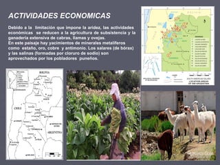 Debido a la  limitación que impone la aridez, las actividades  económicas  se reducen a la agricultura de subsistencia y la ganadería extensiva de cabras, llamas y ovejas. En este paisaje hay yacimientos de minerales metalíferos  como  estaño, oro, cobre  y antimonio. Los salares (de bórax) y las salinas (formadas por cloruro de sodio) son aprovechados por los pobladores  puneños.  ACTIVIDADES ECONOMICAS 