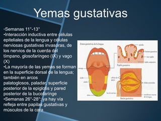 Yemas gustativas
▫Semanas 11°-13°
•Interacción inductiva entre células
epiteliales de la lengua y células
nerviosas gustativas invasoras, de
los nervios de la cuerda del
tímpano, glosofaríngeo (IX) y vago
(X)
•La mayoría de las yemas se forman
en la superficie dorsal de la lengua;
también en arcos
palatoglosos, paladar, superficie
posterior de la epiglotis y pared
posterior de la bucofarínge
•Semanas 26°-28°: ya hay vía
refleja entre papilas gustativas y
músculos de la cara
 