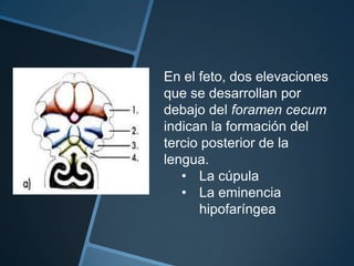 En el feto, dos elevaciones
que se desarrollan por
debajo del foramen cecum
indican la formación del
tercio posterior de la
lengua.
   • La cúpula
   • La eminencia
      hipofaríngea
 