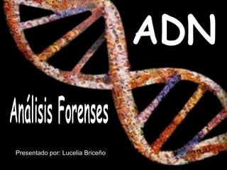 ADN Análisis Forenses Presentado por: Lucelia Briceño 