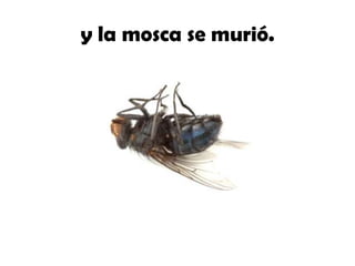 y la mosca se murió.