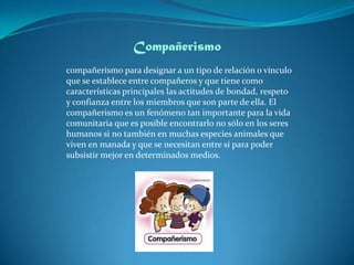 Compañerismo
compañerismo para designar a un tipo de relación o vínculo
que se establece entre compañeros y que tiene como
características principales las actitudes de bondad, respeto
y confianza entre los miembros que son parte de ella. El
compañerismo es un fenómeno tan importante para la vida
comunitaria que es posible encontrarlo no sólo en los seres
humanos si no también en muchas especies animales que
viven en manada y que se necesitan entre sí para poder
subsistir mejor en determinados medios.
 