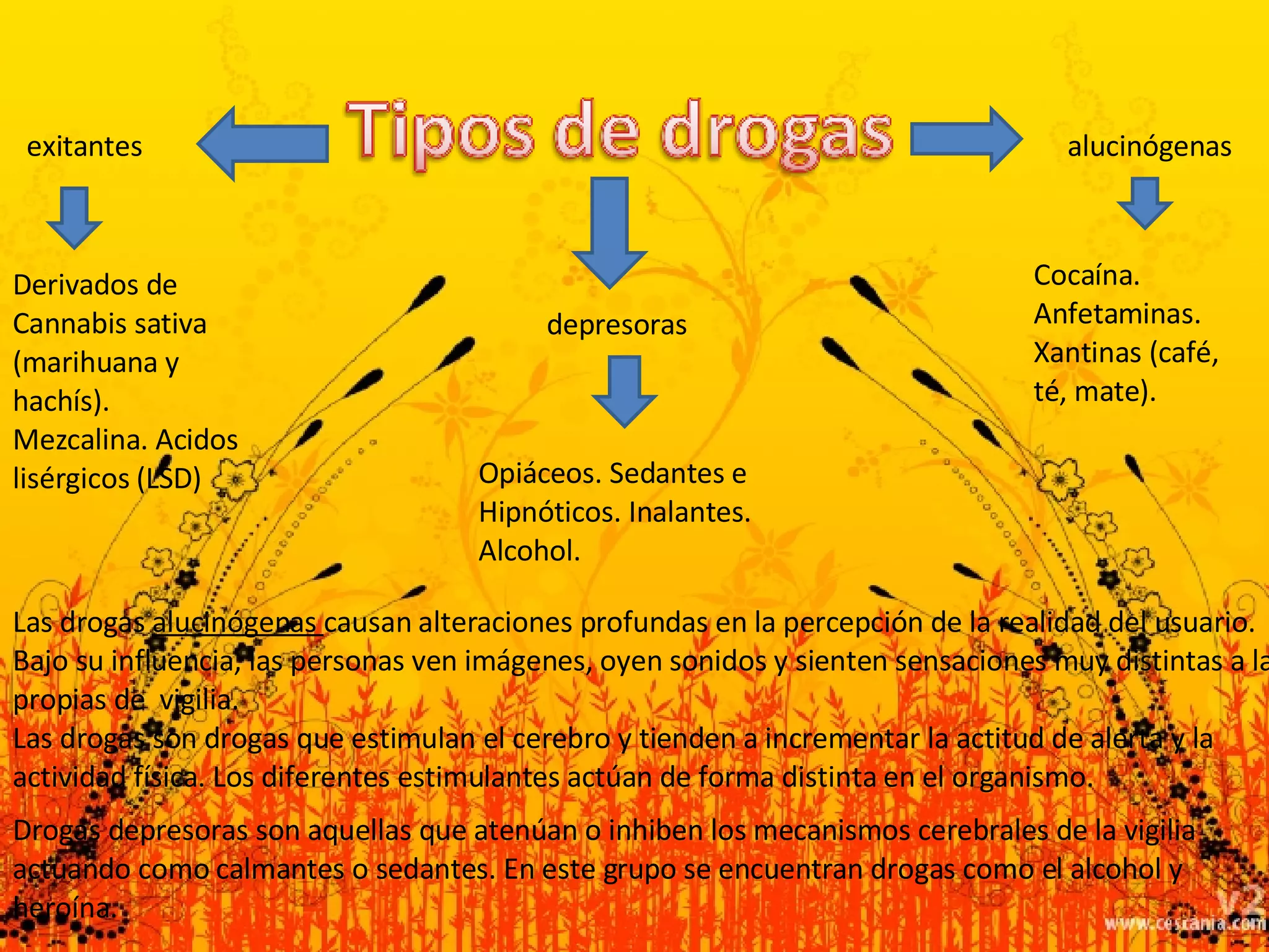 alucinógenas exitantes depresoras Derivados de Cannabis sativa (marihuana y hachís). Mezcalina. Acidos lisérgicos (LSD) Cocaína. Anfetaminas. Xantinas (café, té, mate). Opiáceos. Sedantes e Hipnóticos. Inalantes. Alcohol. Las drogas  alucinógenas  causan alteraciones profundas en la percepción de la realidad del usuario. Bajo su influencia, las personas ven imágenes, oyen sonidos y sienten sensaciones muy distintas a las propias de  vigilia. Las drogas son drogas que estimulan el cerebro y tienden a incrementar la actitud de alerta y la actividad física. Los diferentes estimulantes actúan de forma distinta en el organismo. Drogas depresoras son aquellas que atenúan o inhiben los mecanismos cerebrales de la vigilia actuando como calmantes o sedantes. En este grupo se encuentran drogas como el alcohol y heroína. 